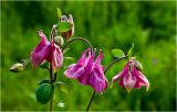 Aquilegia vulgaris. Верхушки побегов с цветками и бутонами. Красноярский край, Емельяновский р-н, садовый участок. 17.06.2018.