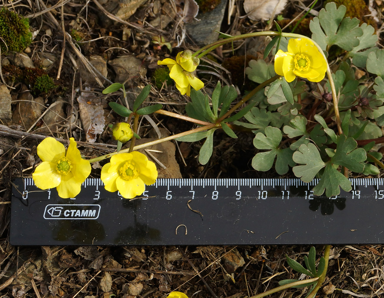 Image of Ranunculus polyrhizos specimen.