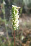 Phleum subulatum. Соцветие. Крым, Севастополь, бух. Казачья, степь. 28 мая 2010 г.