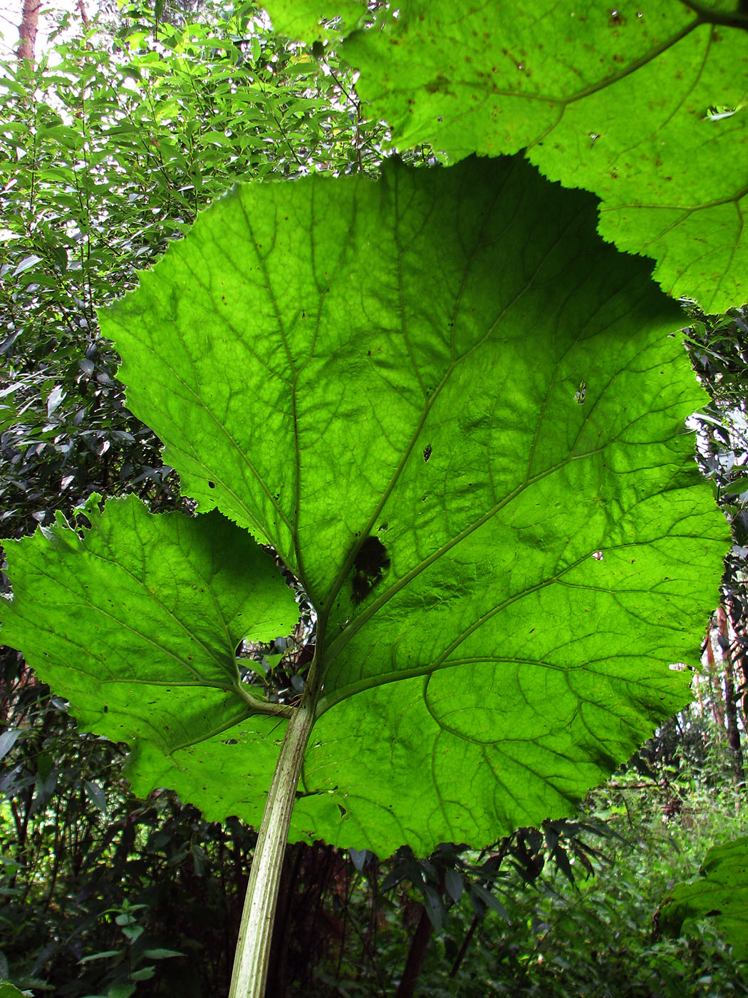 Image of Petasites hybridus specimen.