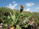 Carex melanantha. Цветущее растение. Кыргызстан, Чуйская обл., Панфиловский р-н, вост. часть Таласского Алатау, пер. Алабель, 3175 м н.у.м., альпийская зона. 20 июля 2018 г.