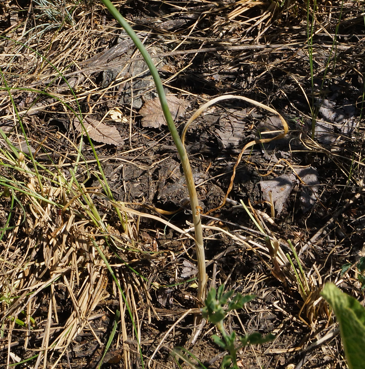 Image of Allium pallasii specimen.