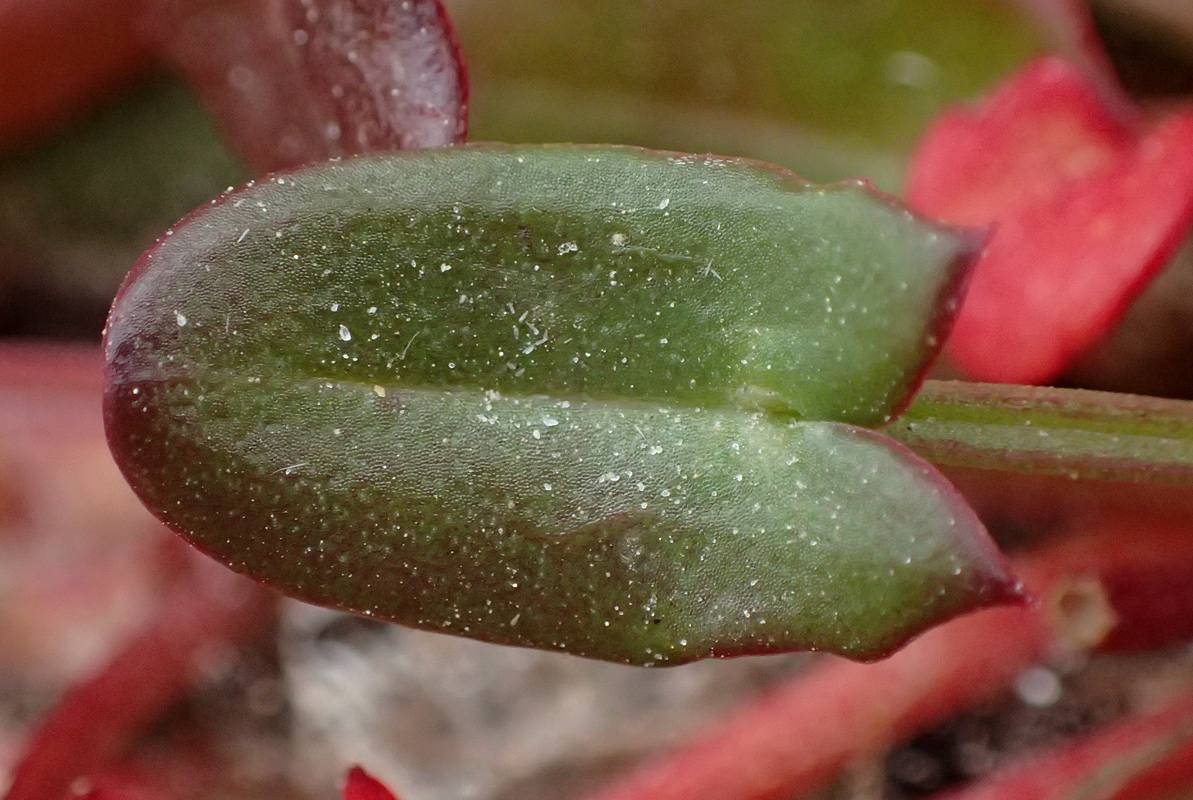 Image of Rumex tuberosus ssp. creticus specimen.