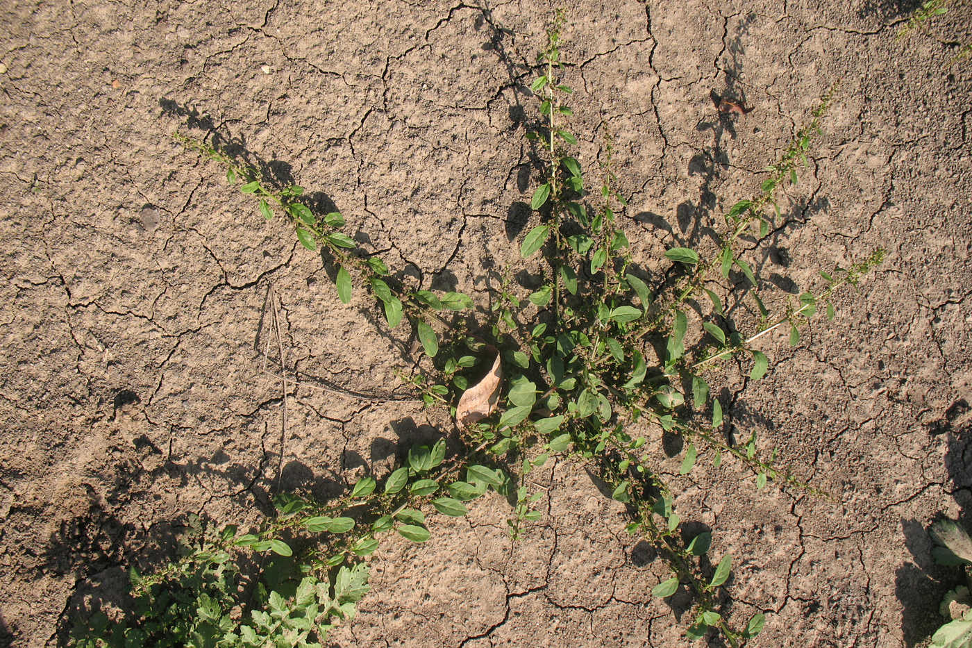 Изображение особи Lipandra polysperma.