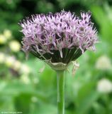 Allium cyrilli. Соцветие. Москва, БС МГУ. 04.06.2010.