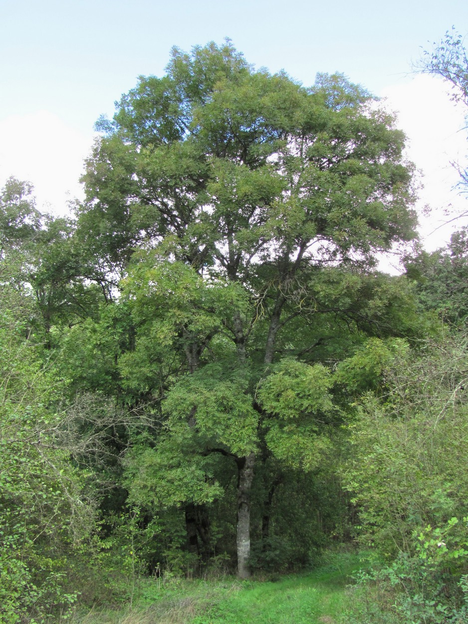 Изображение особи Fraxinus excelsior.