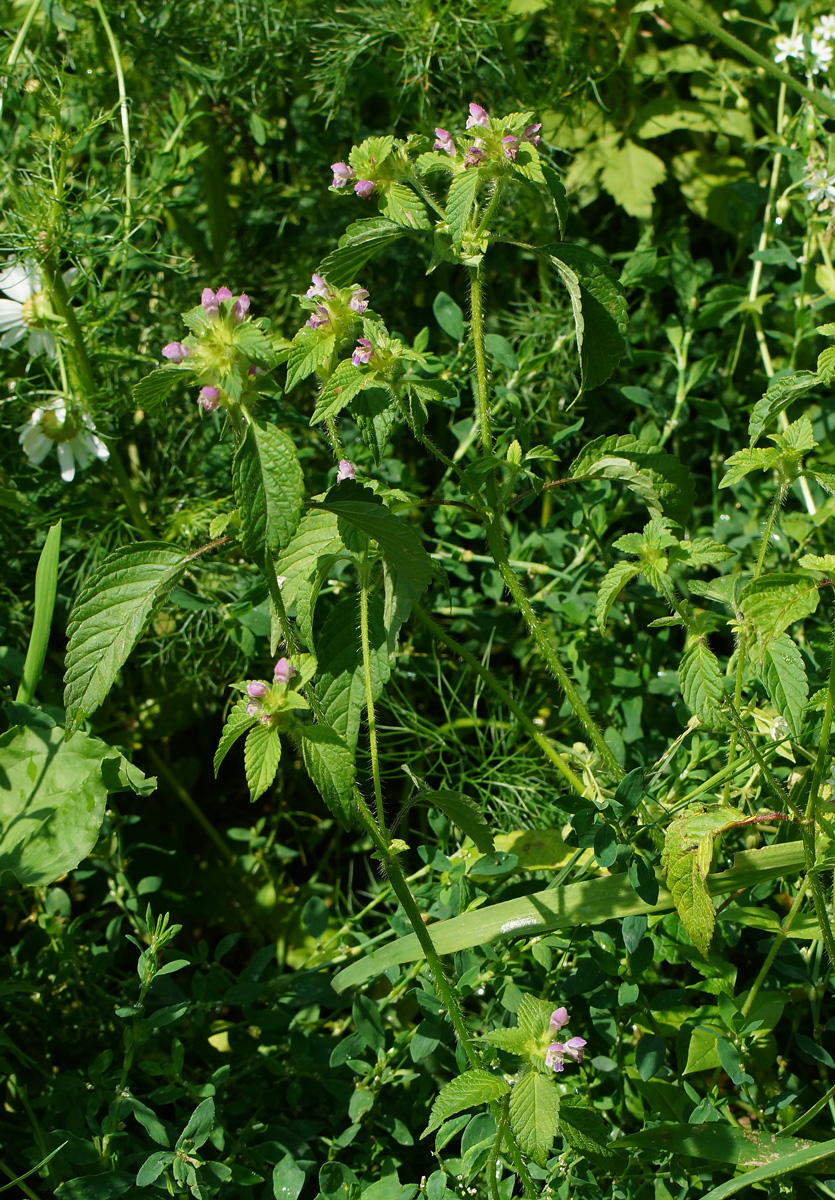 Изображение особи Galeopsis bifida.