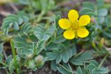 Potentilla orientalis