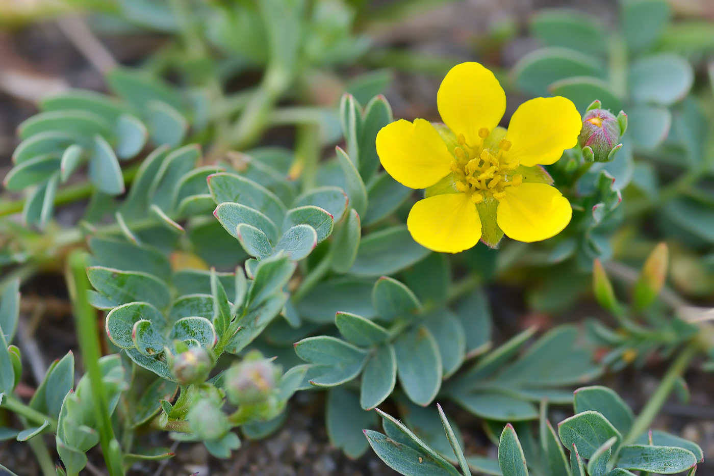 Image of Potentilla orientalis specimen.