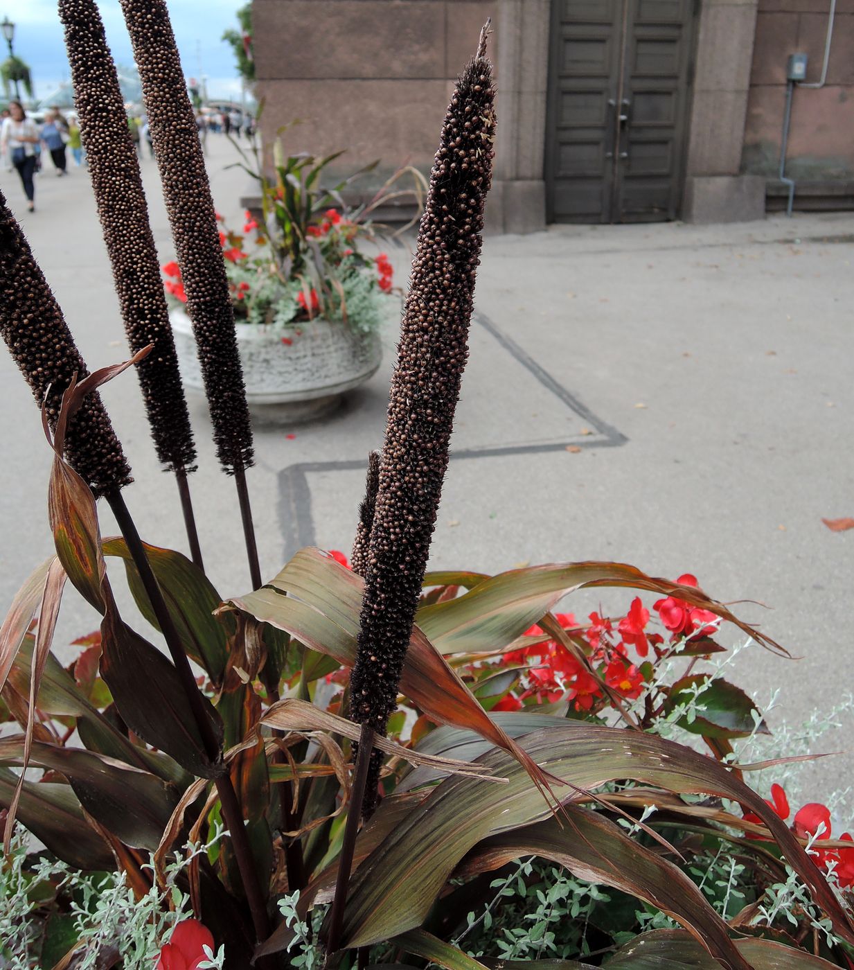 Image of Pennisetum americanum specimen.