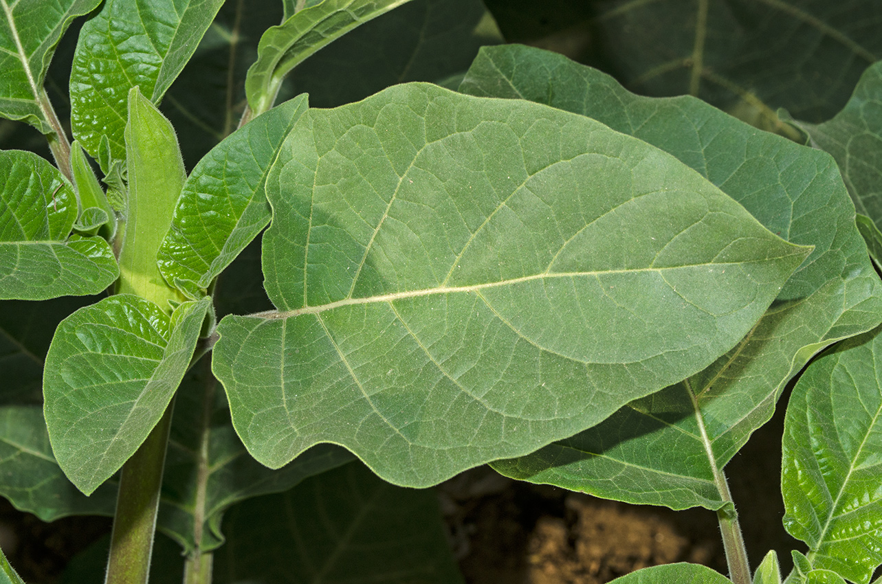 Image of Datura innoxia specimen.