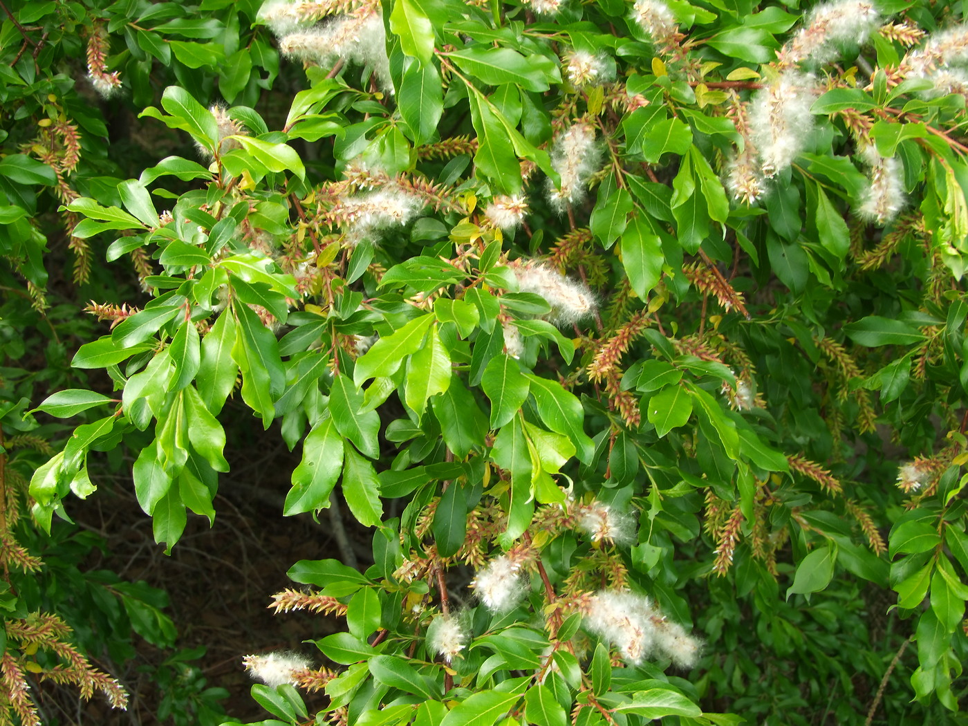 Изображение особи Salix udensis.