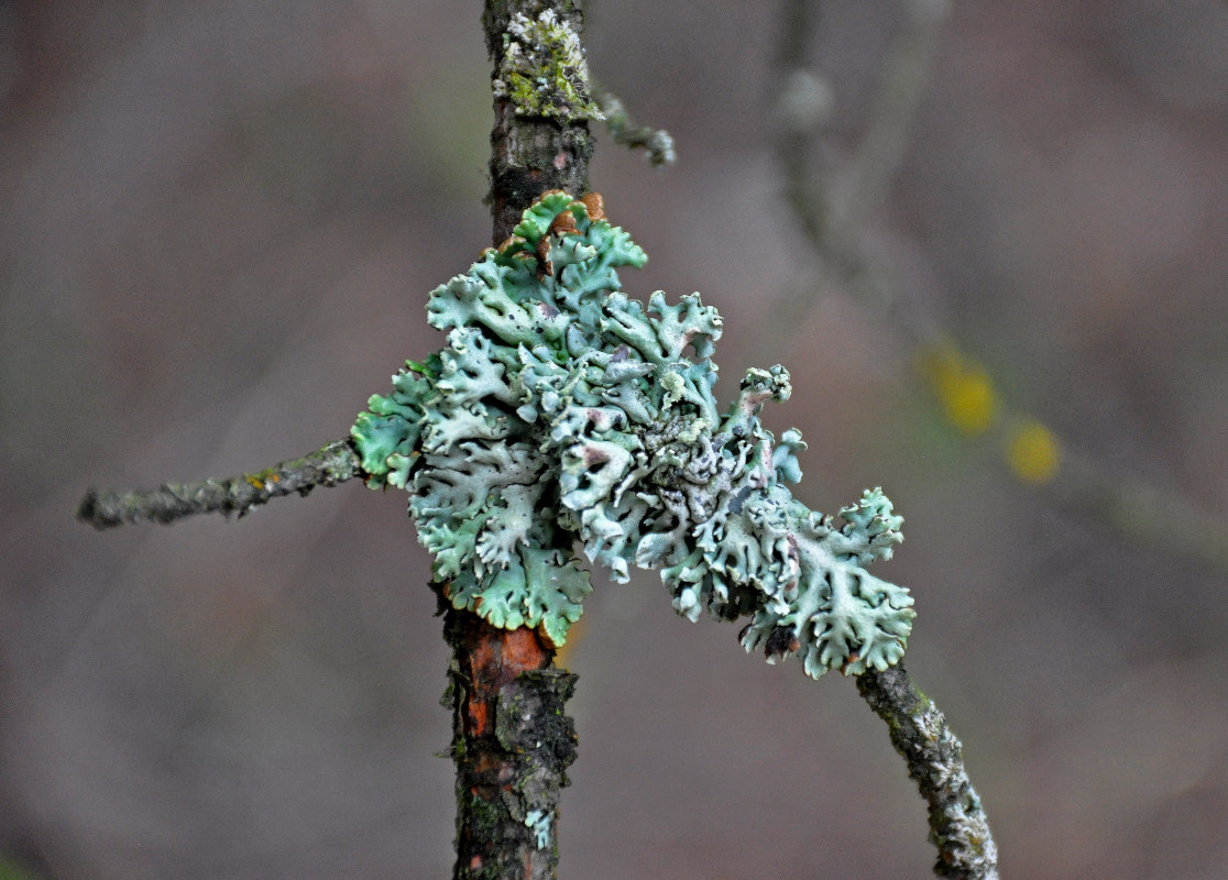 Изображение особи Hypogymnia physodes.