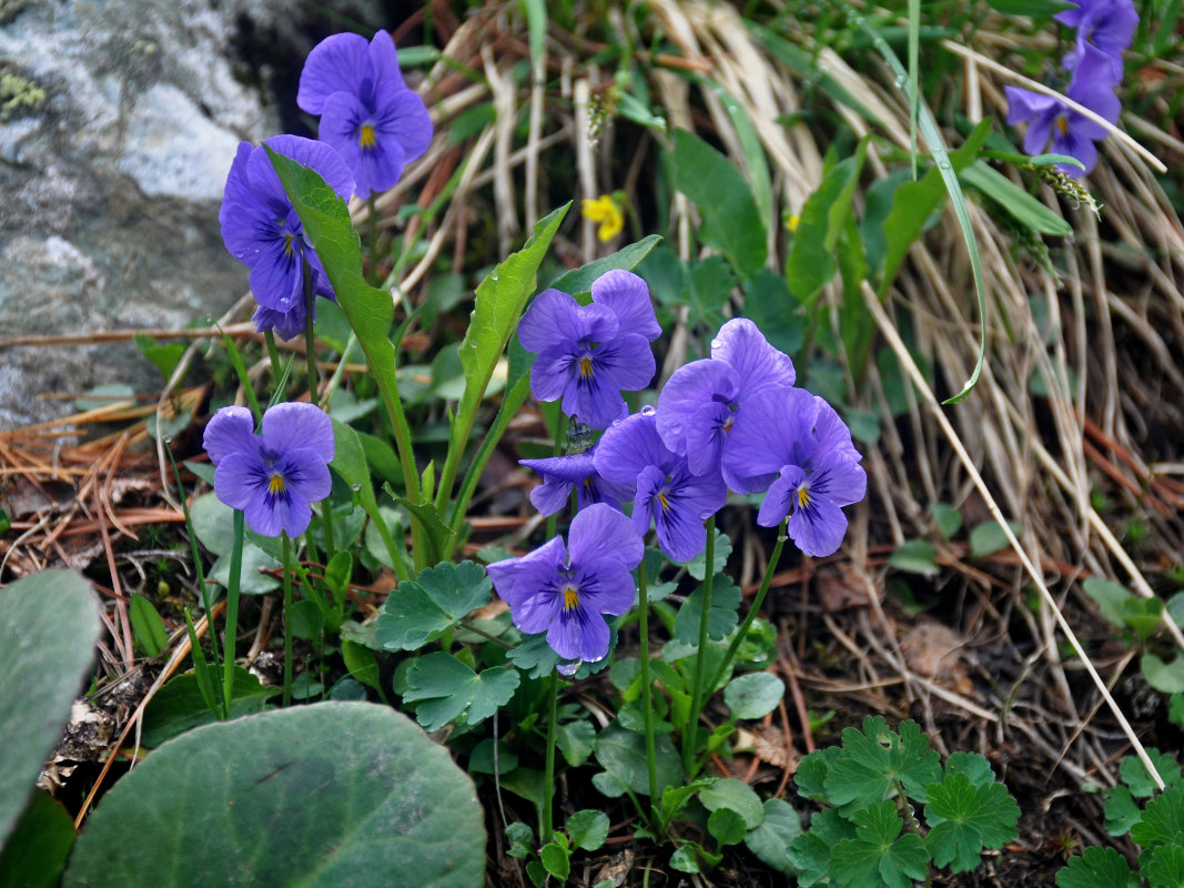 Изображение особи Viola altaica.