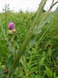 Cirsium alatum