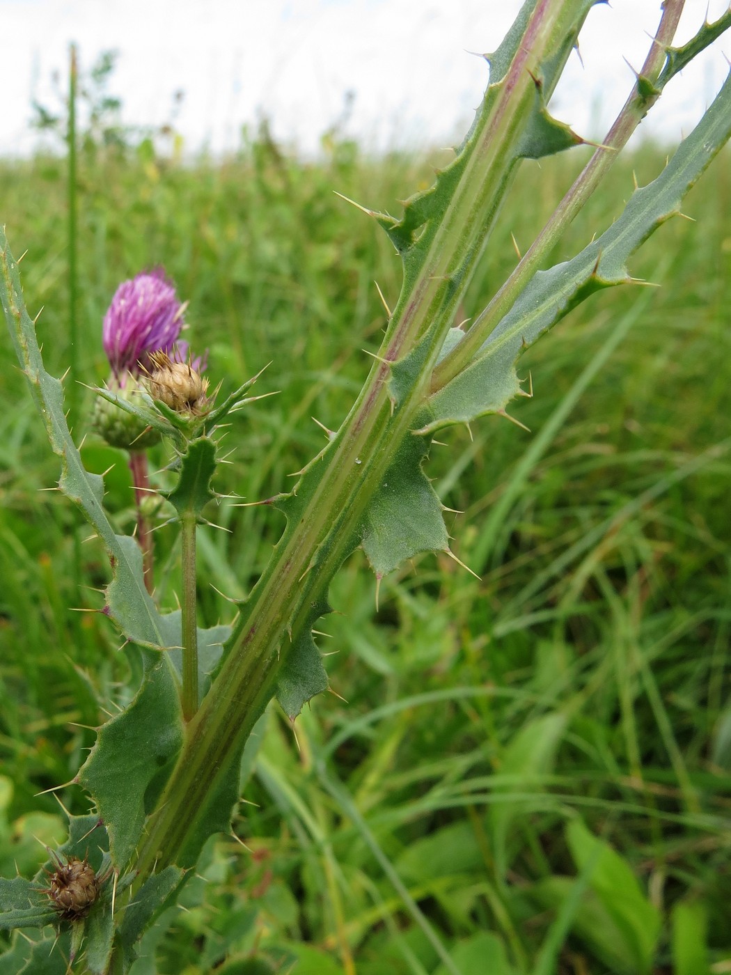 Изображение особи Cirsium alatum.