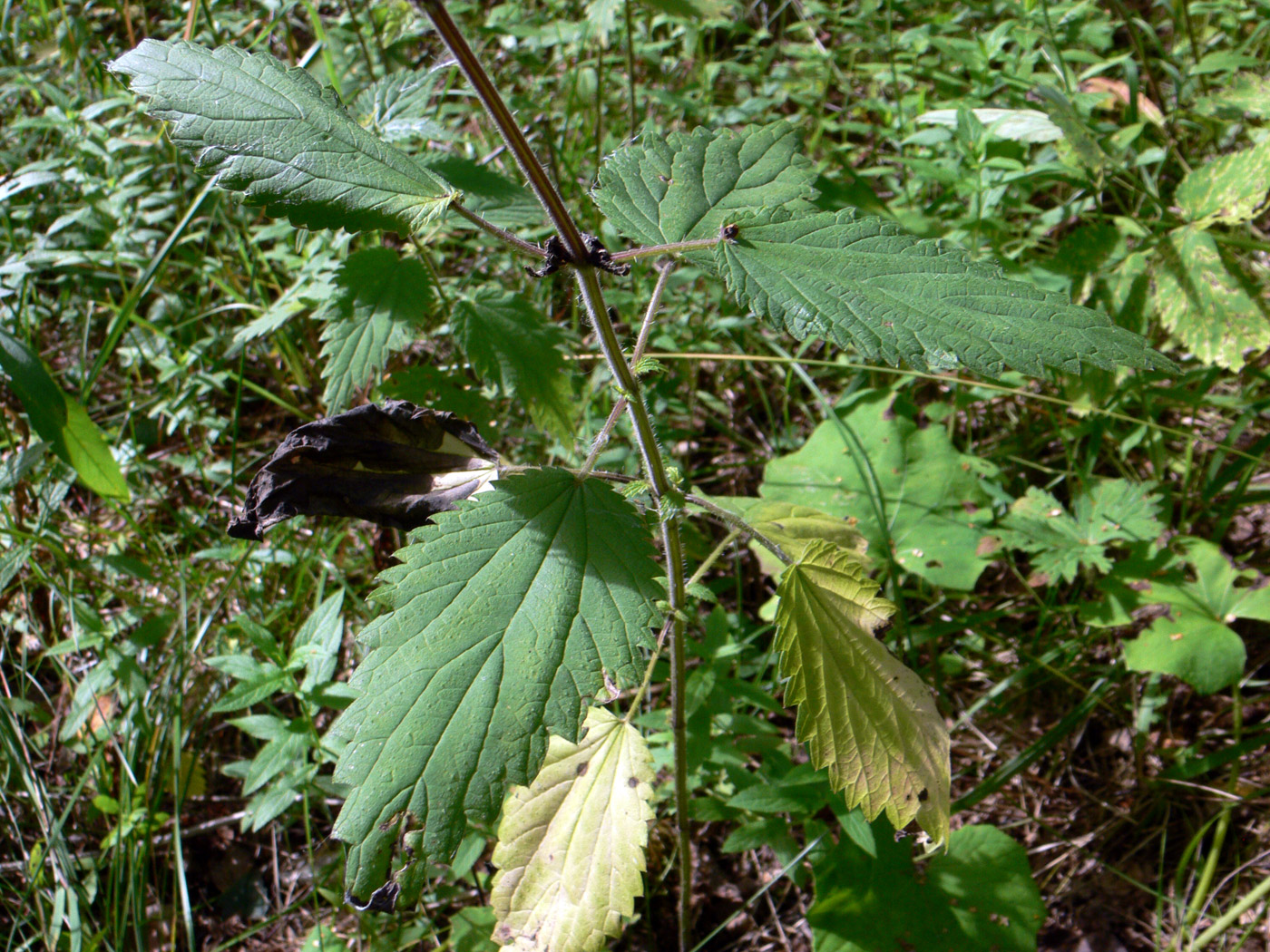 Изображение особи Urtica dioica.