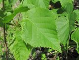 Tilia begoniifolia. Молодой лист с поражением. Краснодарский край, Абинский р-н, юж. окр. ст-цы Холмская, берег р. Хабль. 28.04.2018.