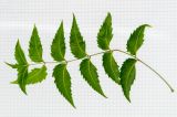 Azadirachta indica