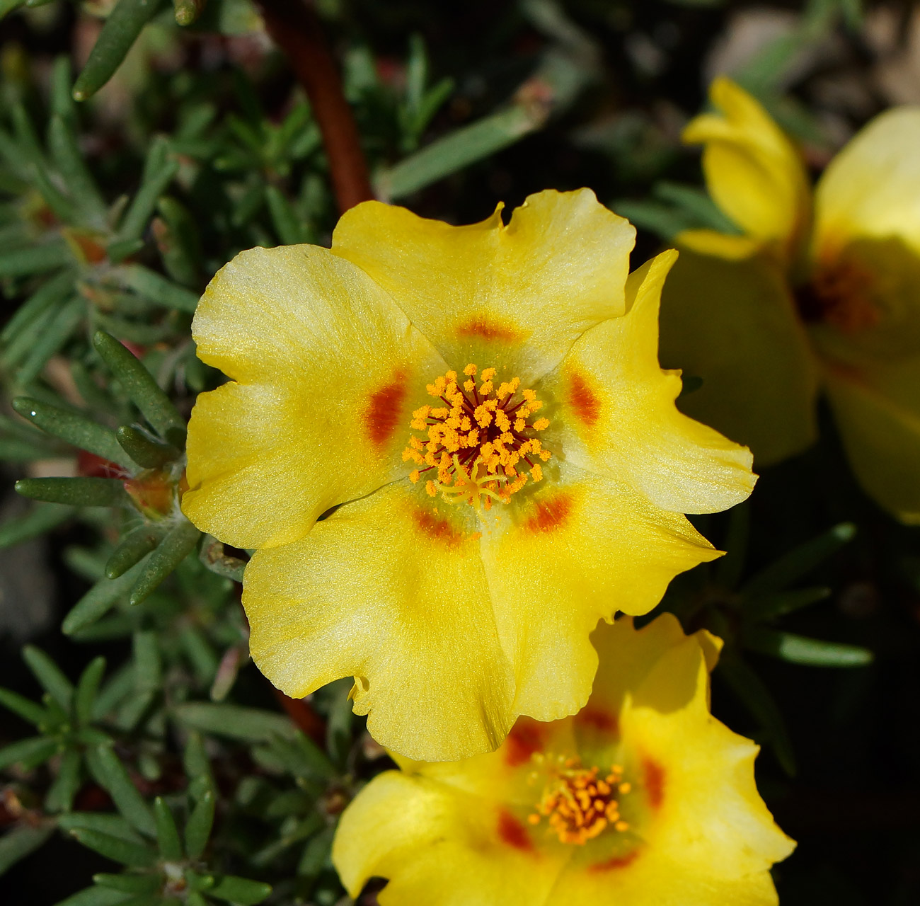 Image of Portulaca grandiflora specimen.