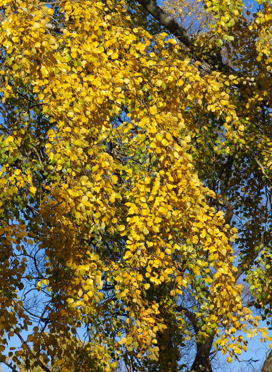 Image of Populus &times; canescens specimen.