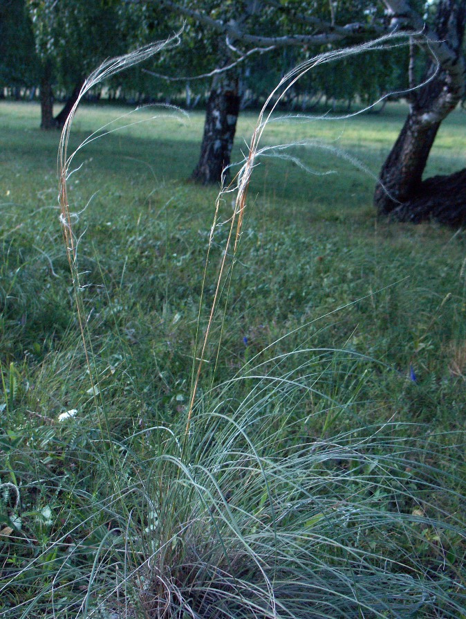 Image of Stipa dasyphylla specimen.