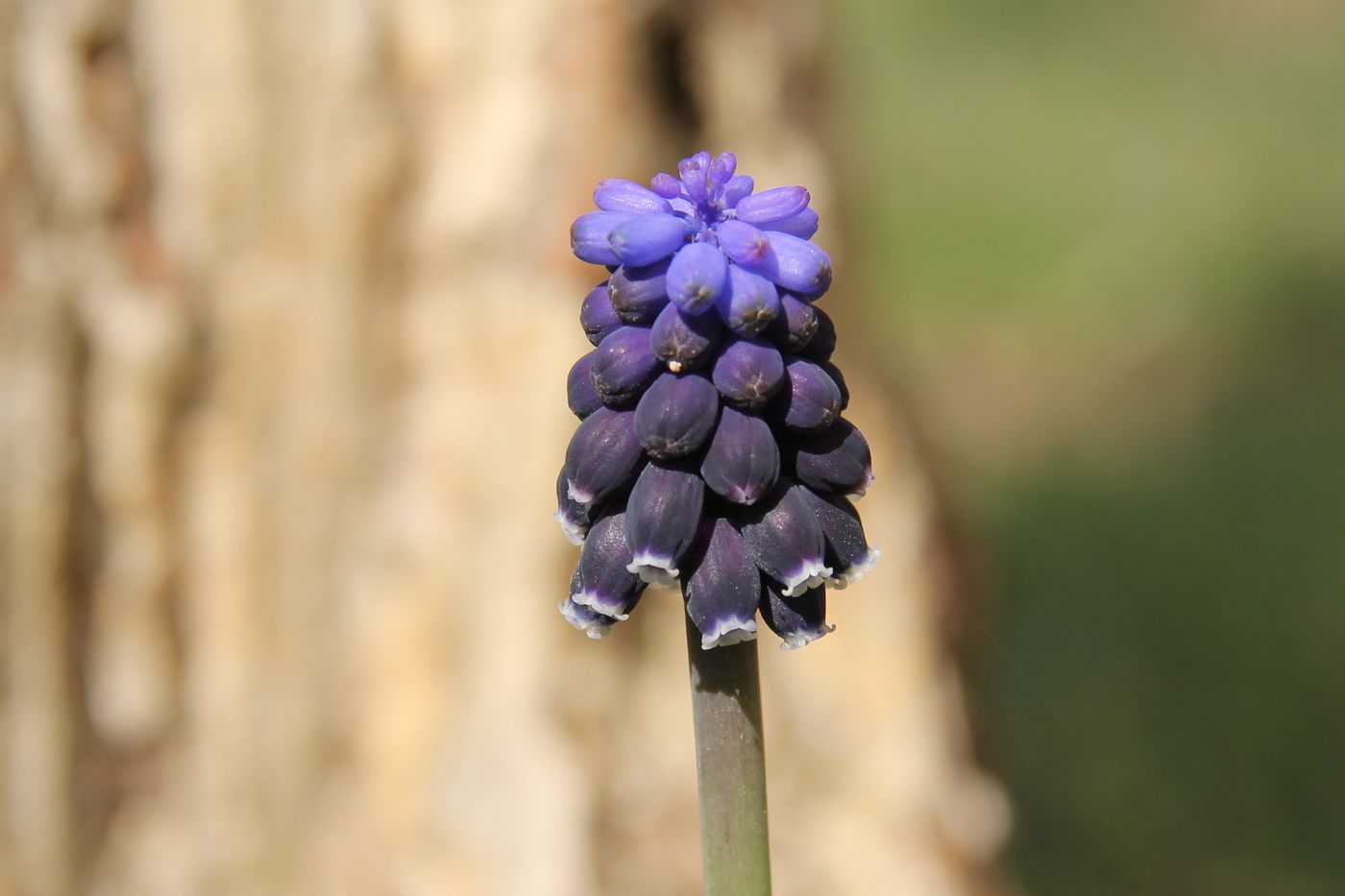 Изображение особи Muscari leucostomum.