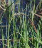 Carex acuta