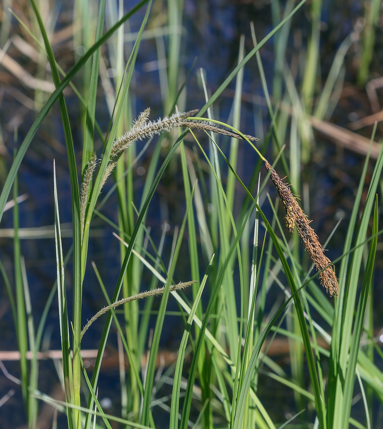 Изображение особи Carex acuta.