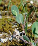 Coronilla scorpioides