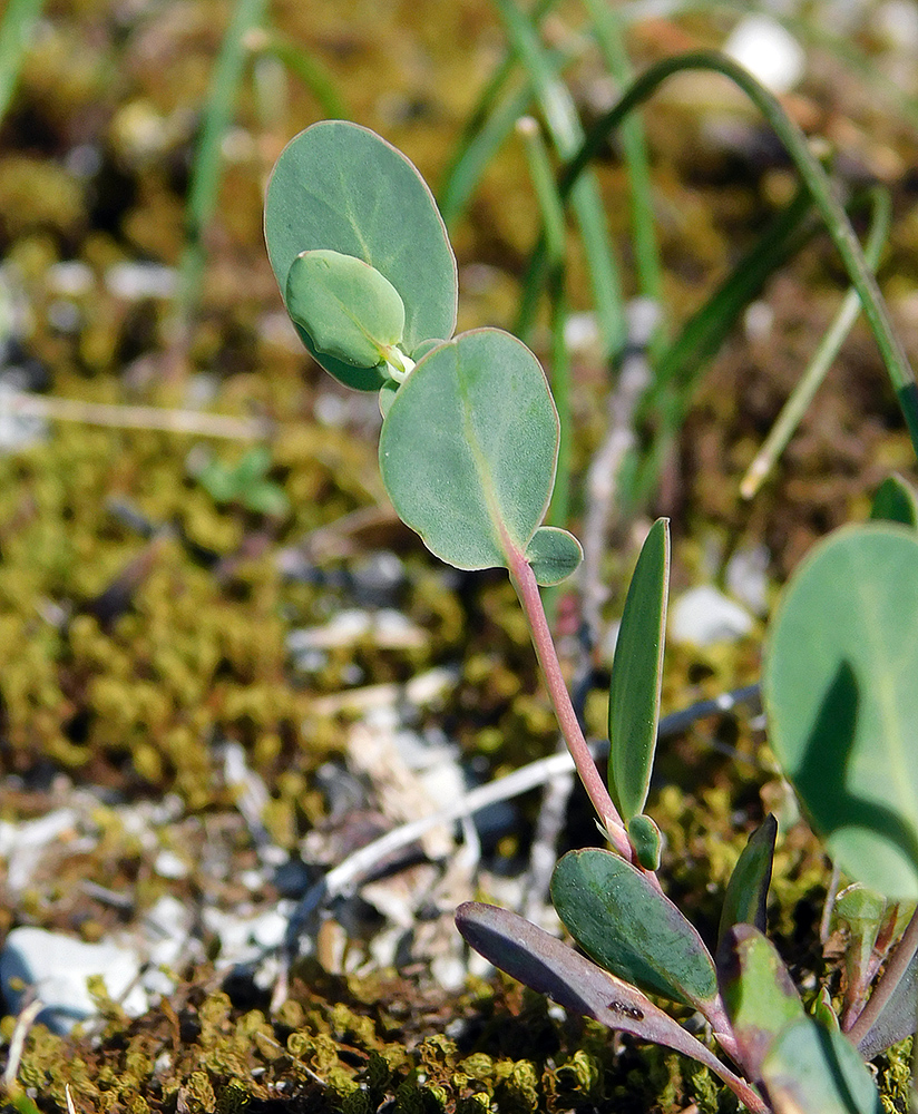 Изображение особи Coronilla scorpioides.