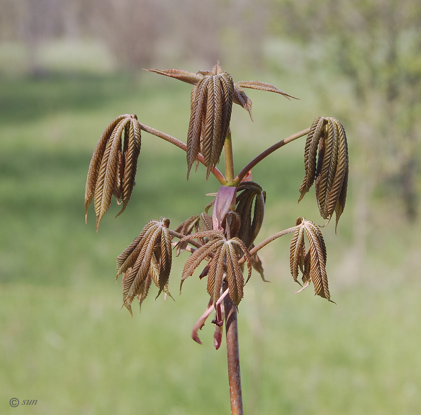 Изображение особи Aesculus glabra.