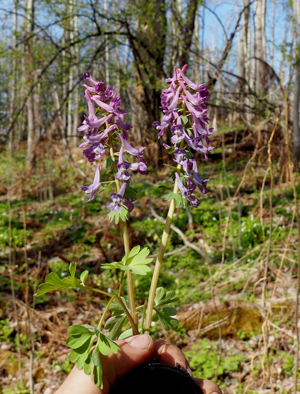 Image of Corydalis tamarae specimen.