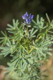 Lupinus angustifolius