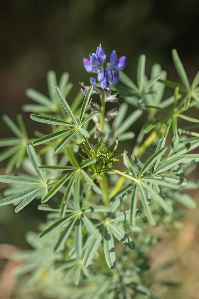 Изображение особи Lupinus angustifolius.