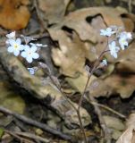 Myosotis lithospermifolia