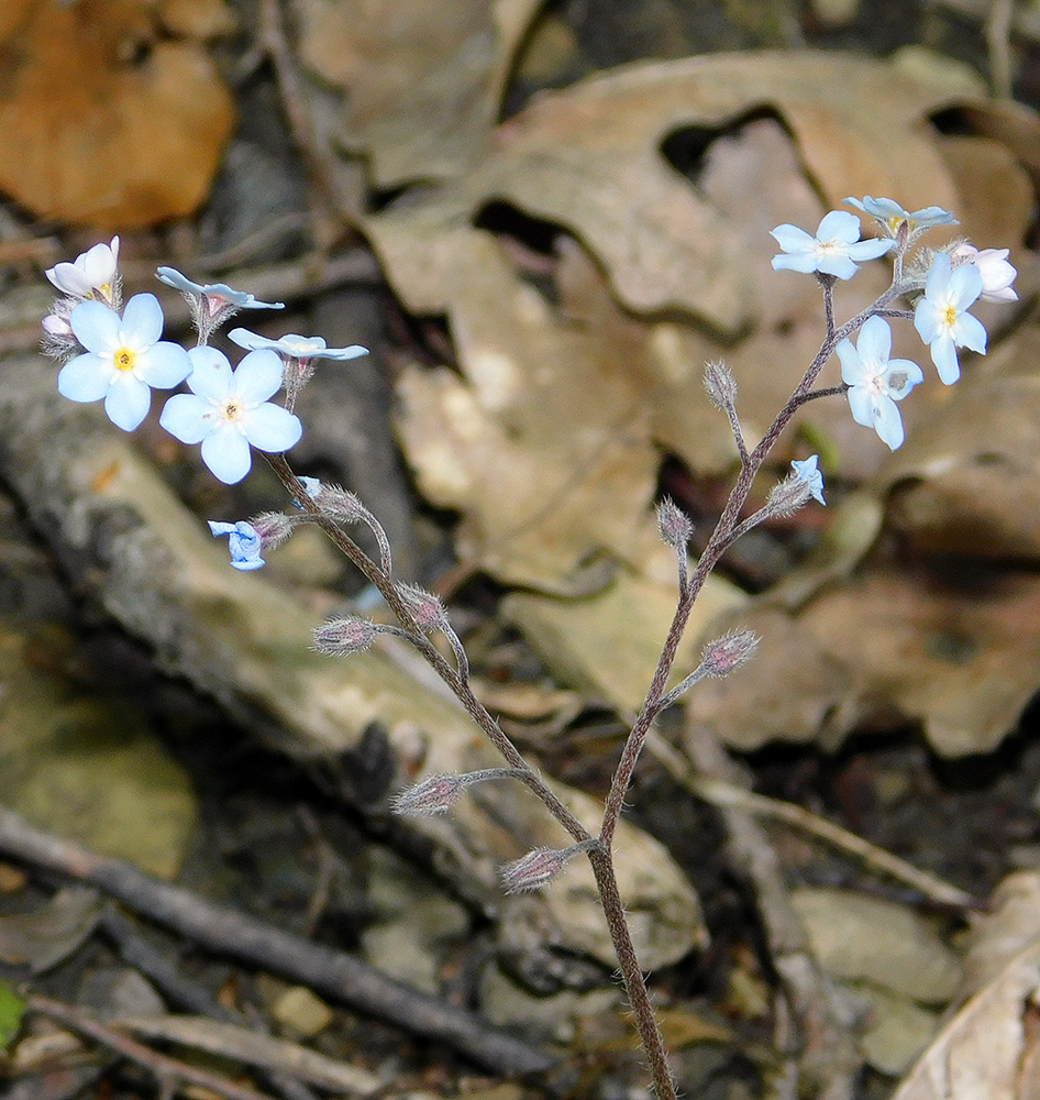 Image of Myosotis lithospermifolia specimen.