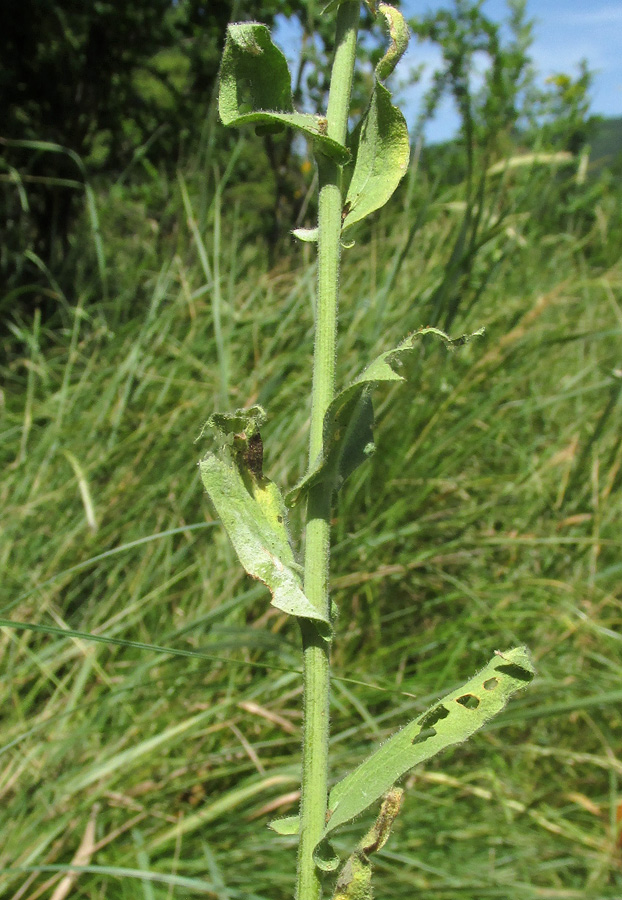 Image of Hesperis matronalis specimen.
