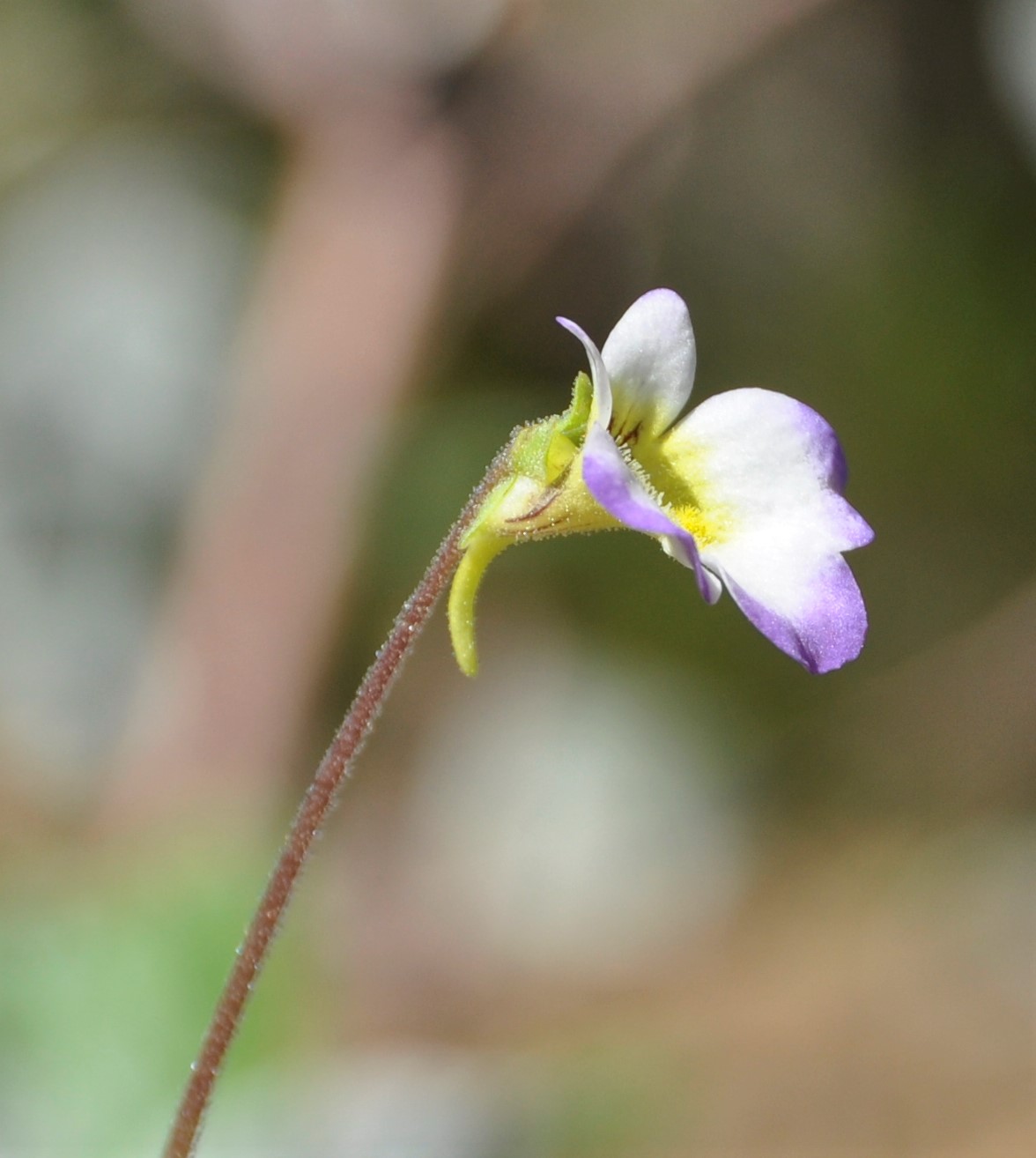 Изображение особи Pinguicula crystallina.