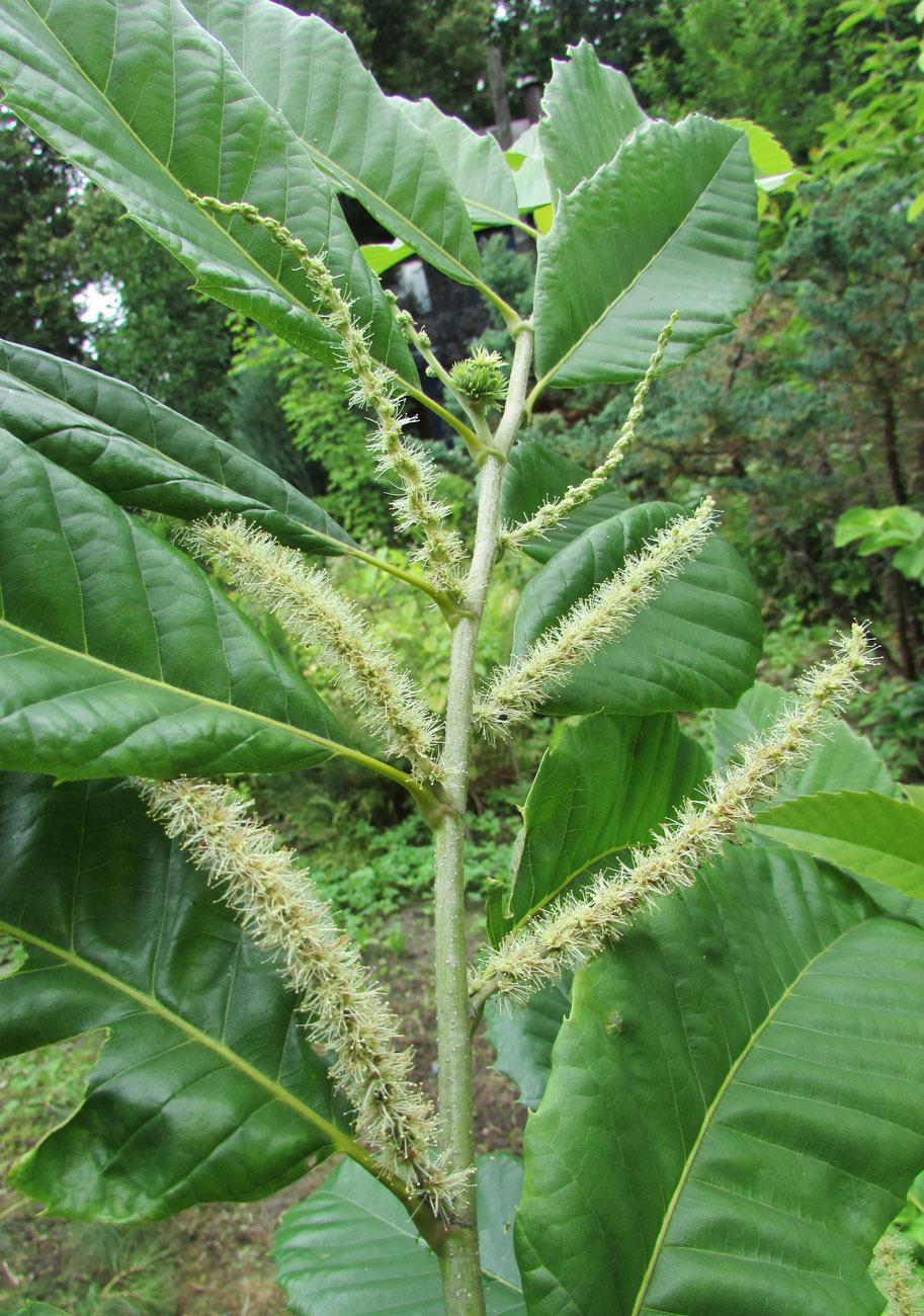 Image of Castanea mollissima specimen.