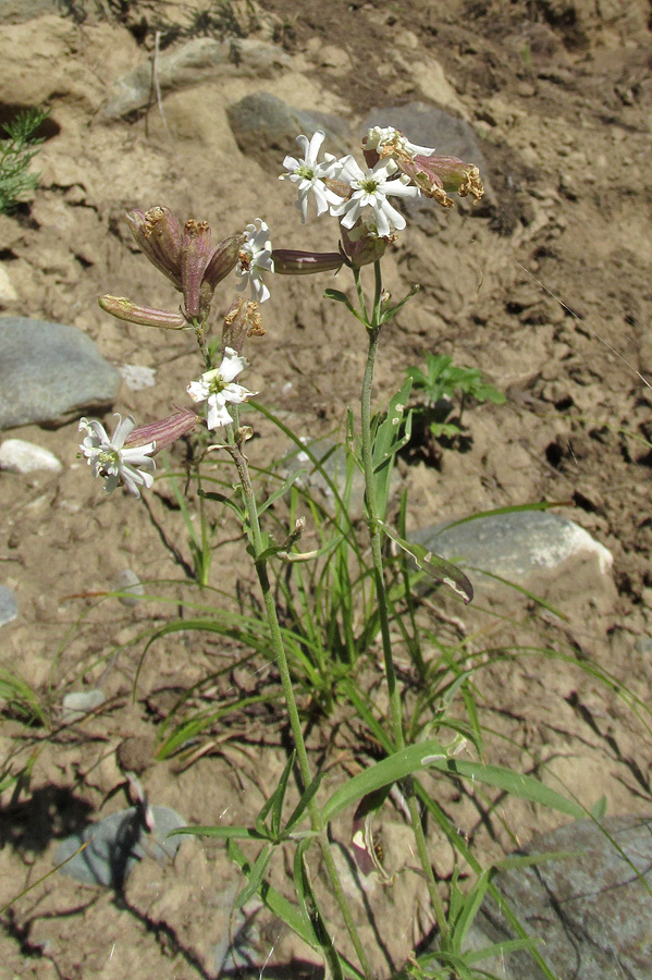 Image of Silene amoena specimen.