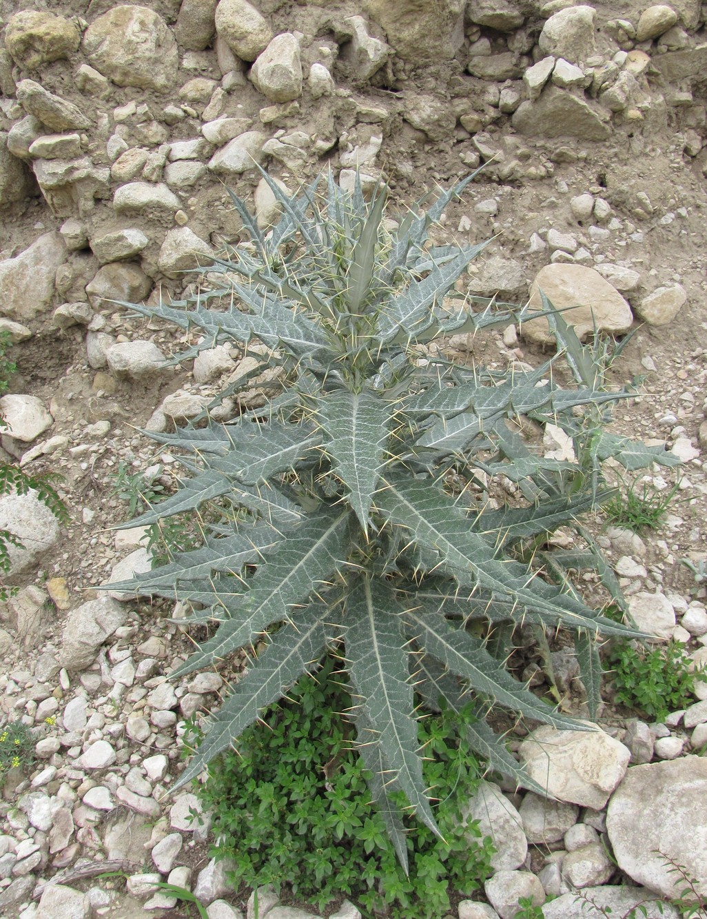Image of Cirsium argillosum specimen.