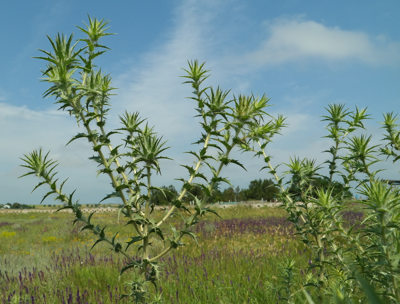 Изображение особи Carthamus lanatus.