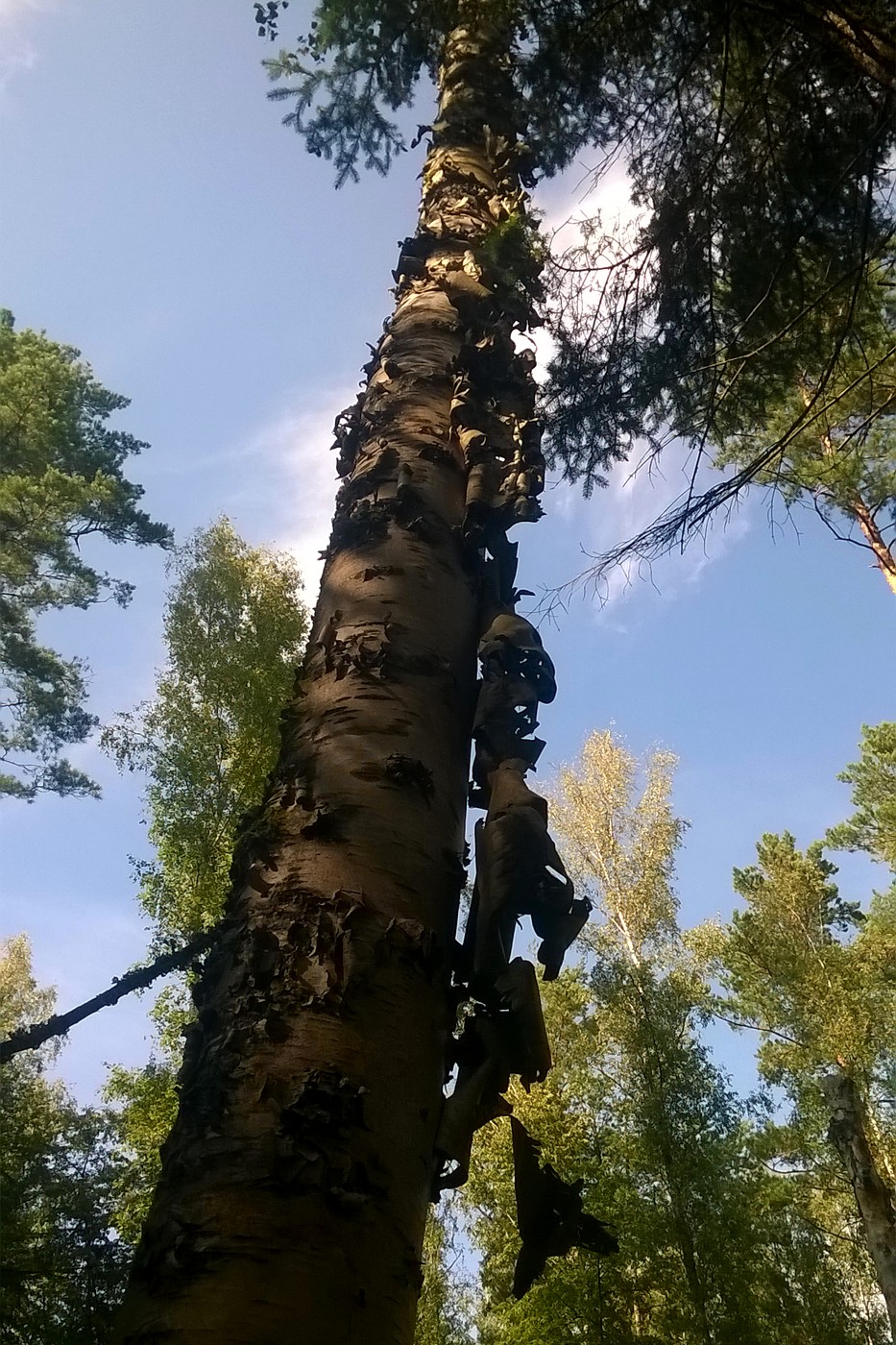 Image of genus Betula specimen.