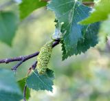 Betula tortuosa