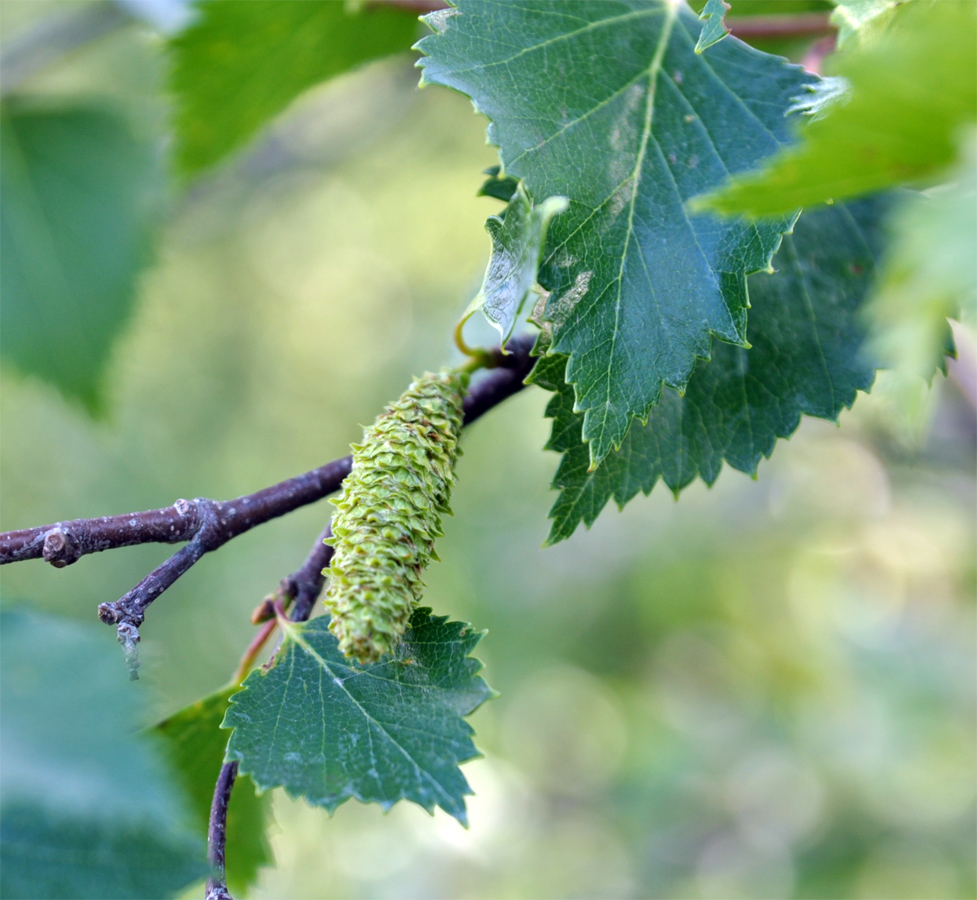 Изображение особи Betula tortuosa.