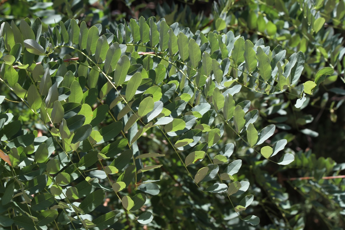 Image of genus Robinia specimen.