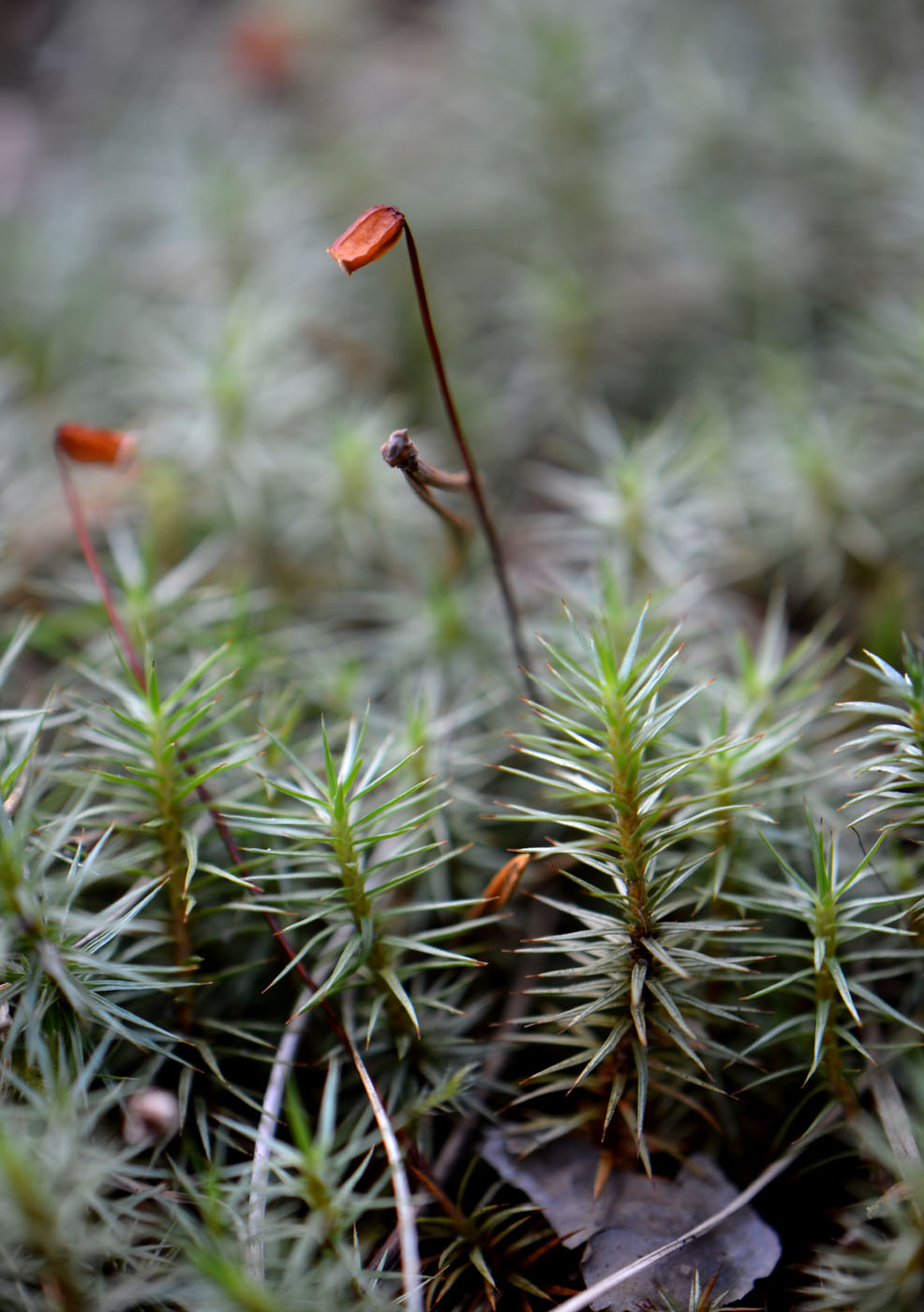 Изображение особи Polytrichum juniperinum.