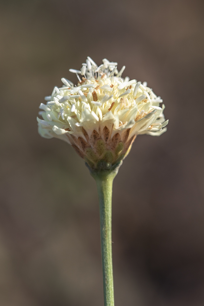 Изображение особи Cephalaria uralensis.