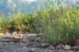 Poa badensis